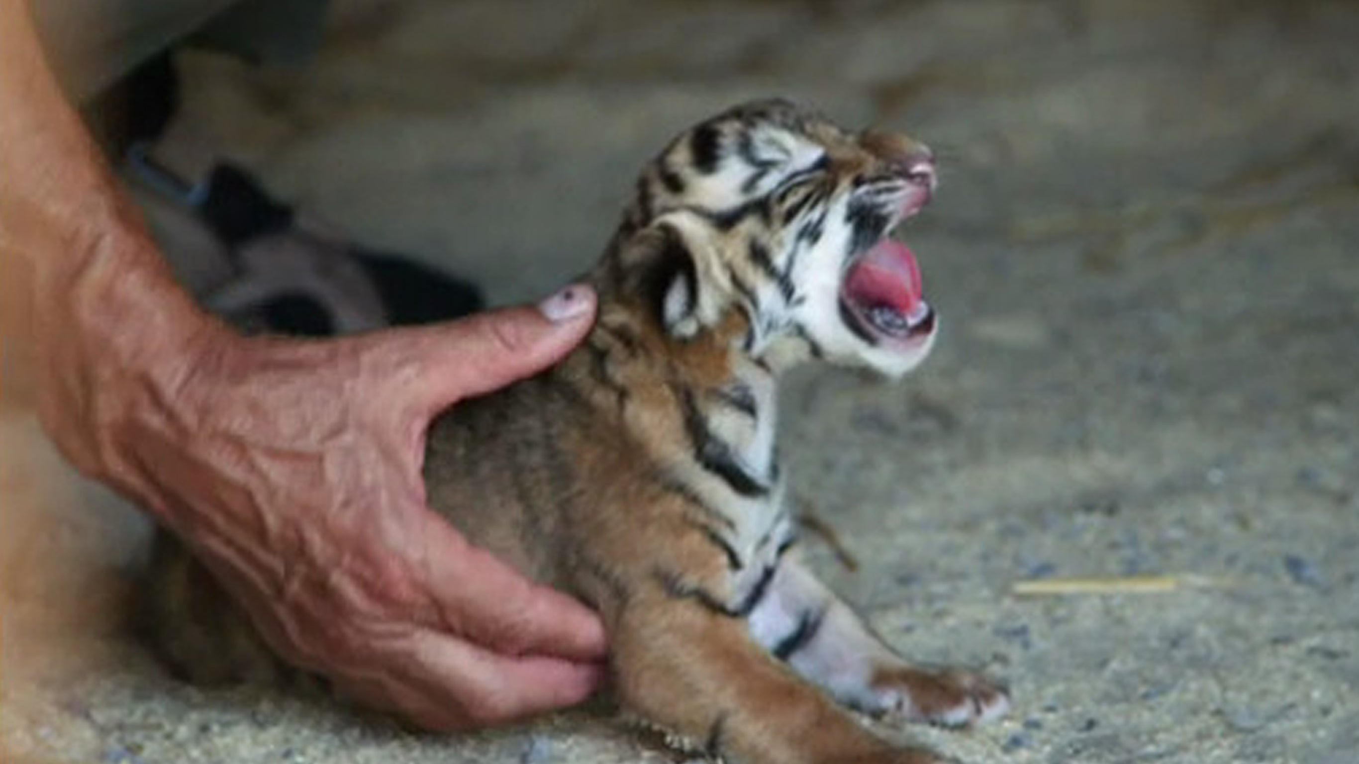 Zoo : les secrets des naissances extraordinaires