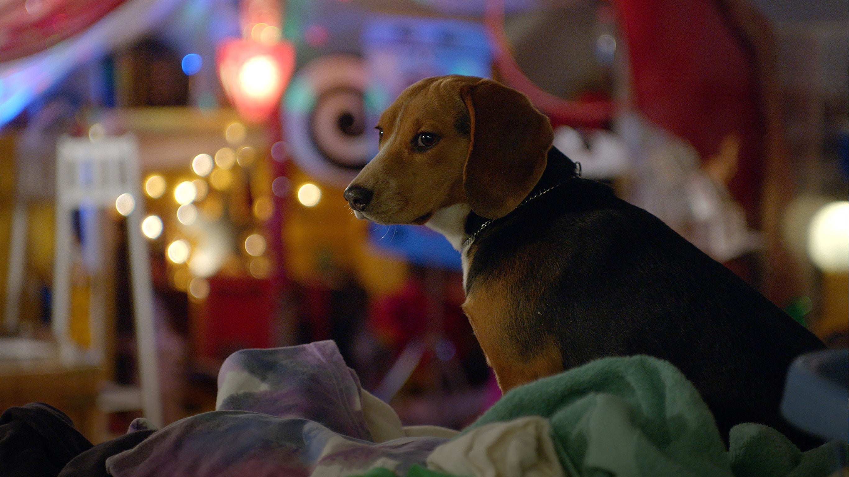 Shelby: a kutya, aki megmentette a karácsonyt