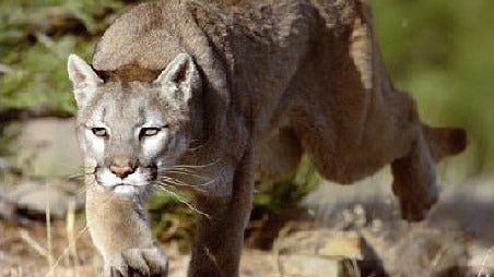 Le Puma, chasseur invisible des Andes