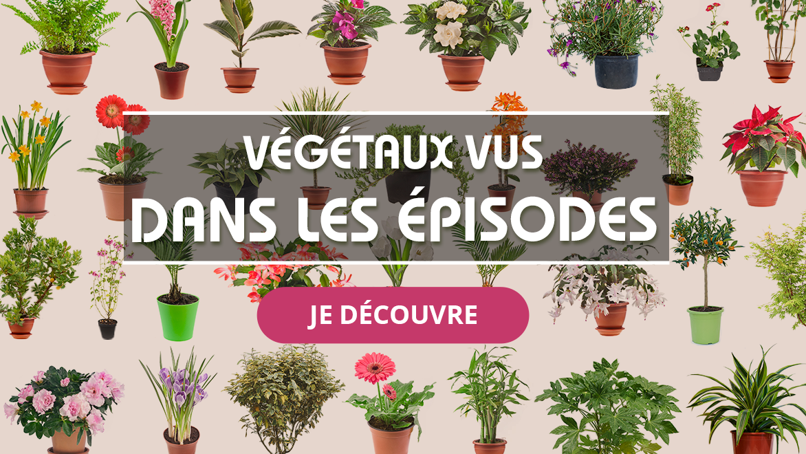 ProgramLink - vignette - 4625