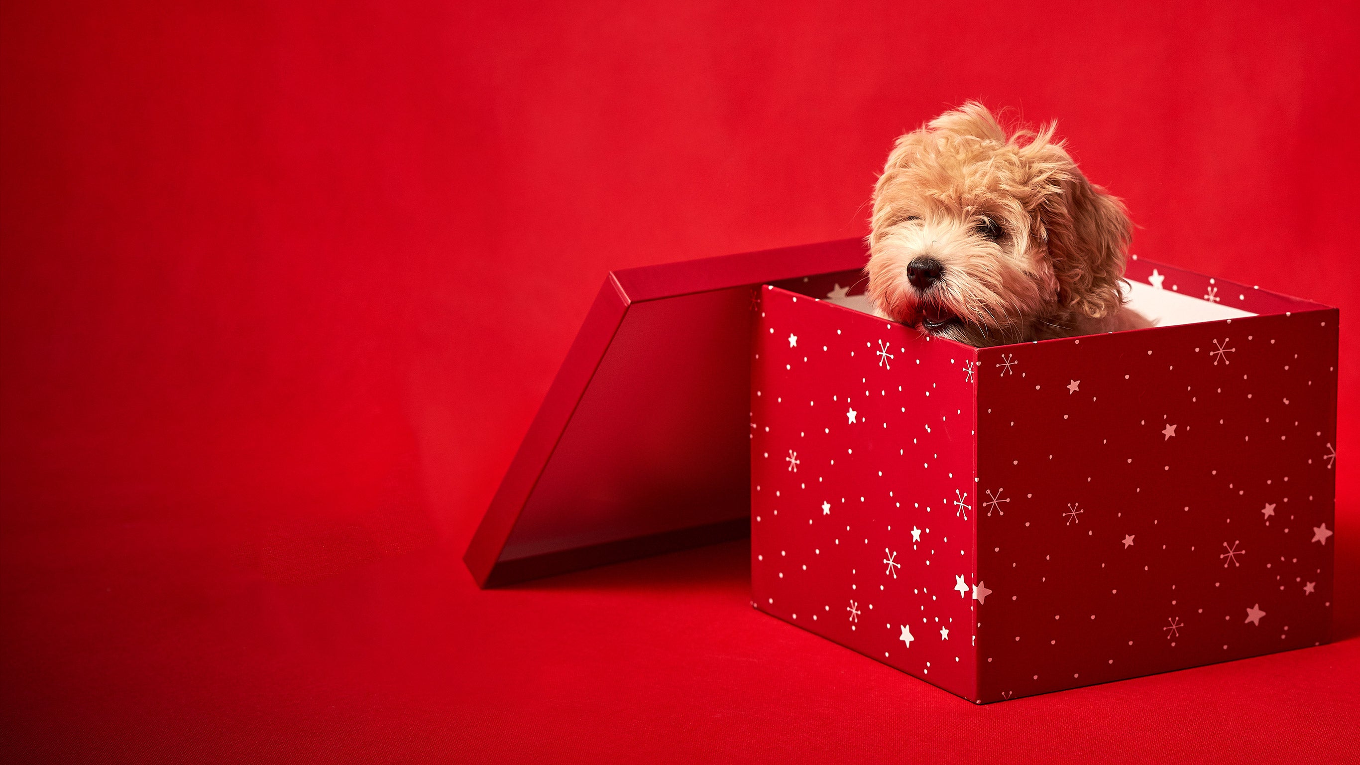 Bébés animaux à croquer