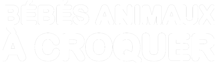 Bébés animaux à croquer