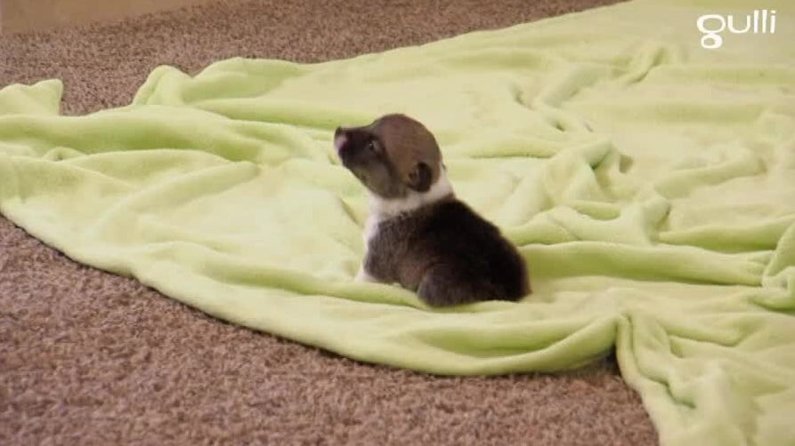 Akitas Terriers irlandais et Corgis