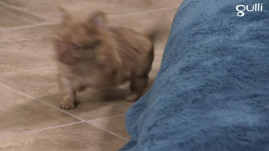 Chihuahuas Setters anglais et Mâtins napolitains