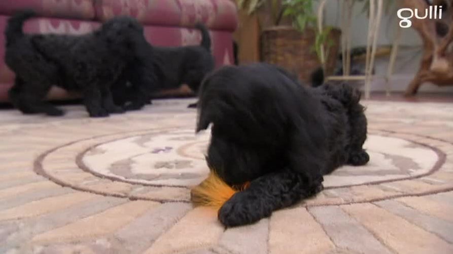 Caniches Bassets et Bull terriers