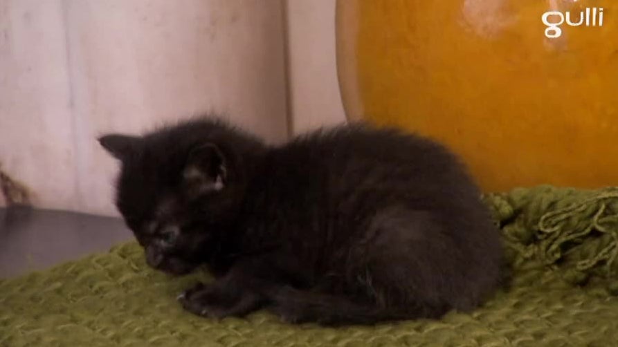 Maine coons Siamois et chats recueillis