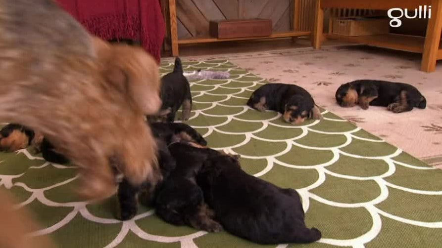 Airedales Papillons et St Bernard