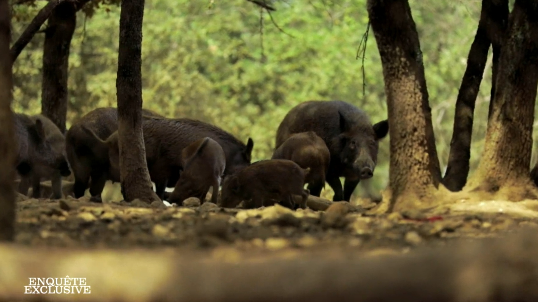 Sur la trace des nouveaux braconniers