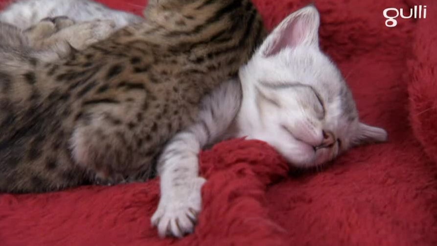Chats bicolores Calicos et Savannahs