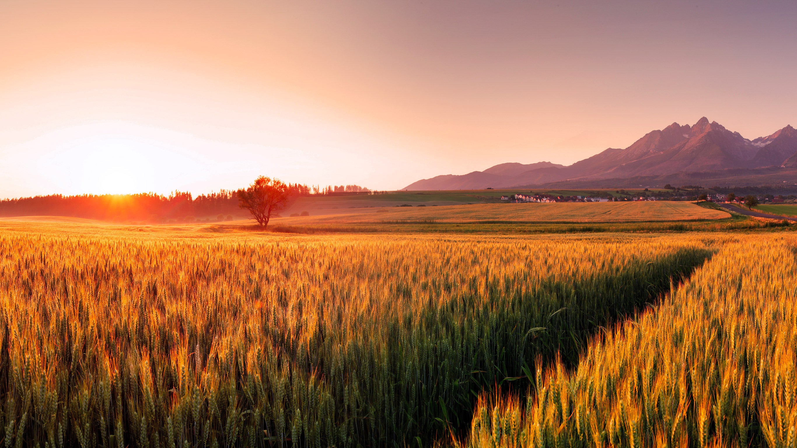 La guerre des graines