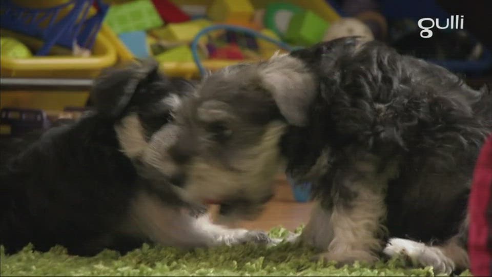 Braques allemands Maltipoo et Schnauzer miniatures