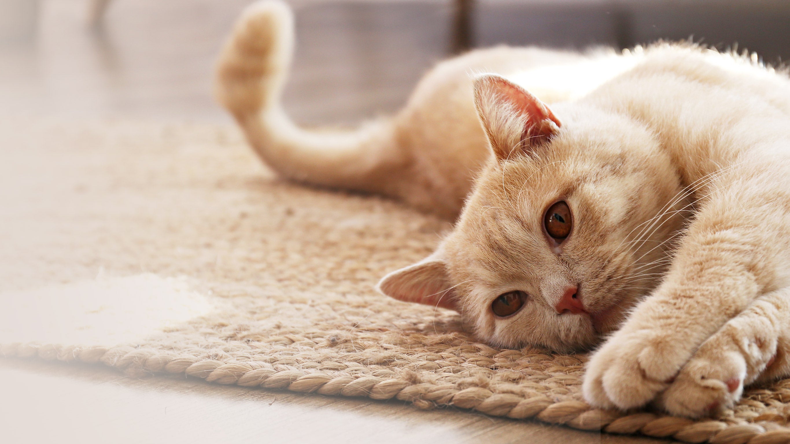 Le zapping le plus chat