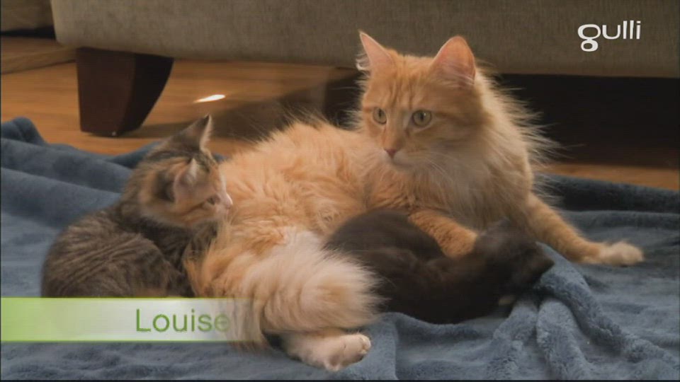 Bengals Norvégiens et chats abandonnés