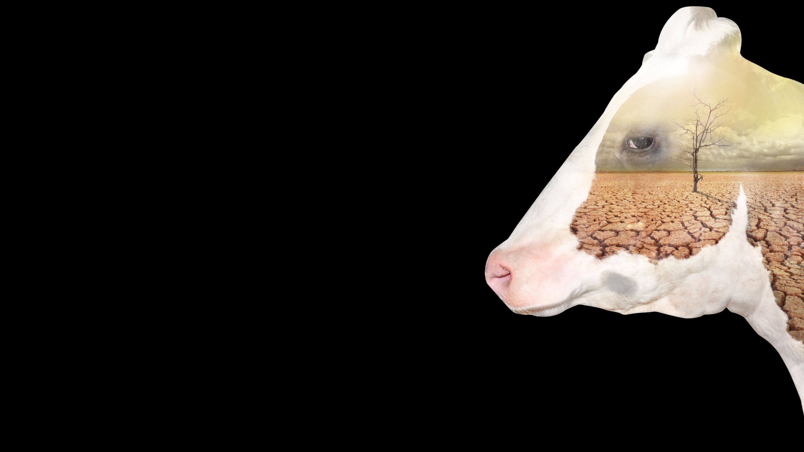 La viande : une menace pour la planète ?