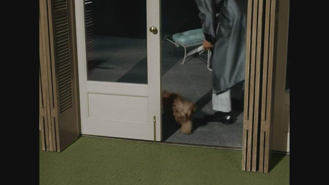 S1 E3 - Le chien