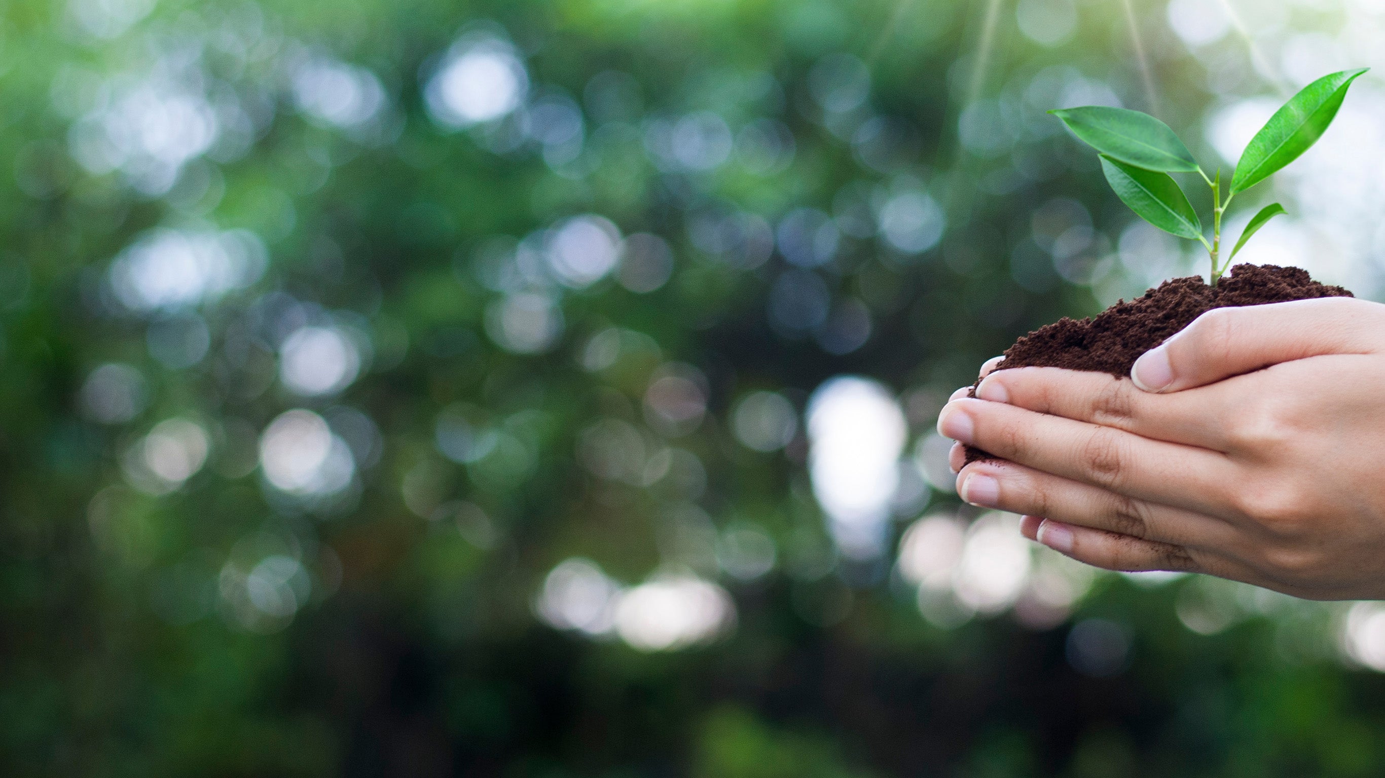 Rewild, la nature reprend ses droits