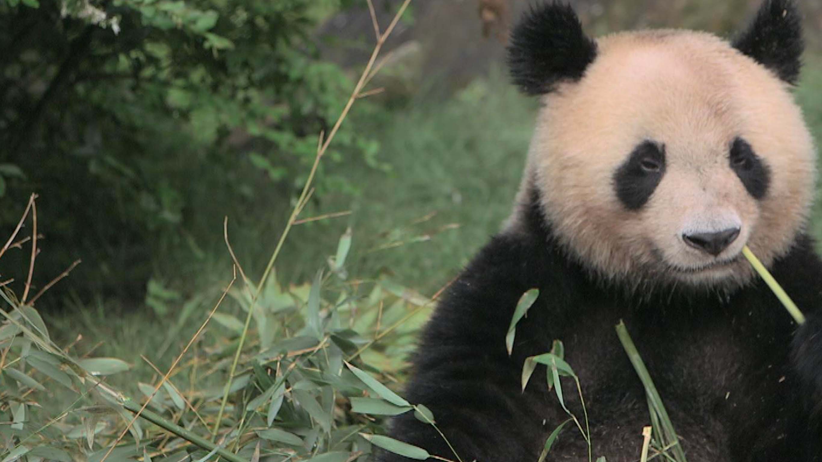 Beauval : l’incroyable aventure des nouveaux bébés pandas