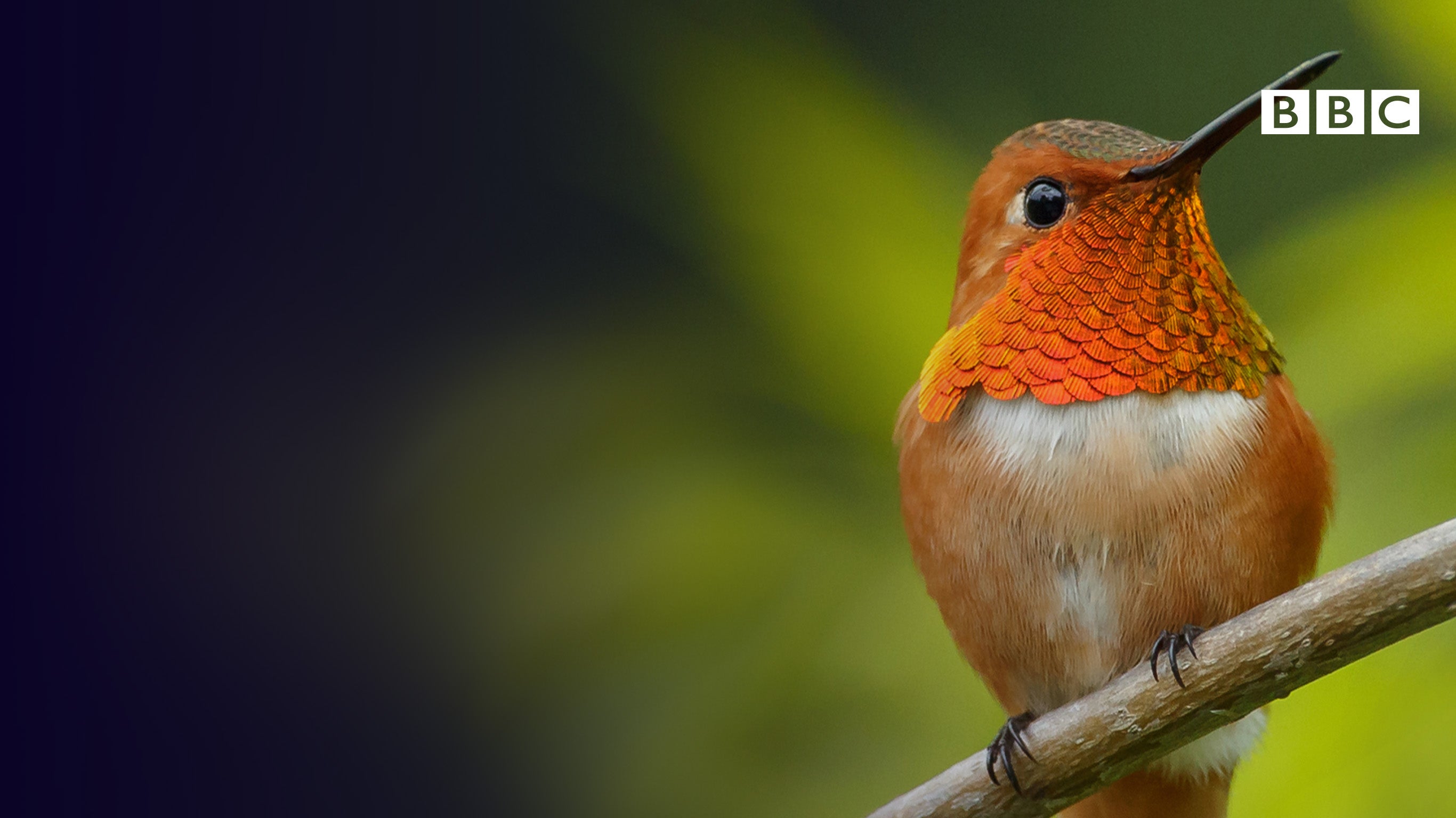 Petits animaux, miracles de la nature