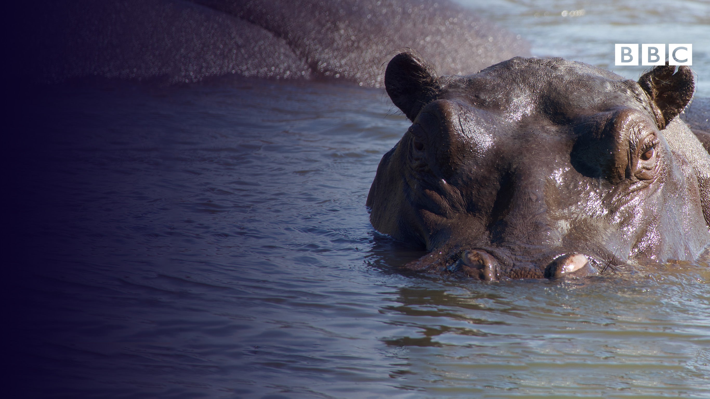 Hippopotames, les architectes de l'Okavango
