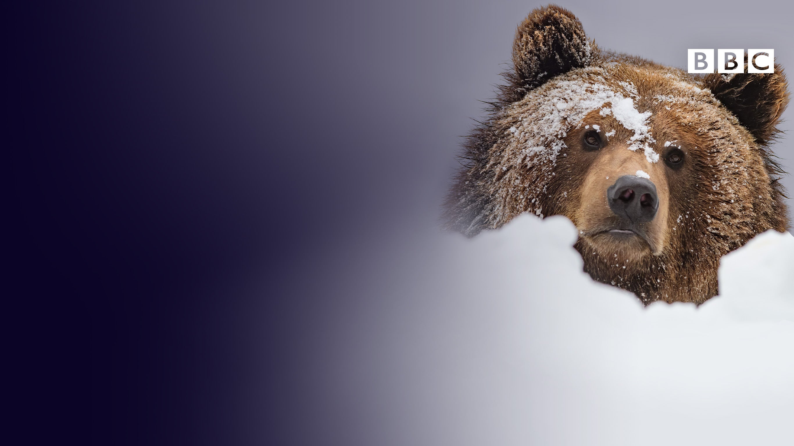 La grande famille des ours