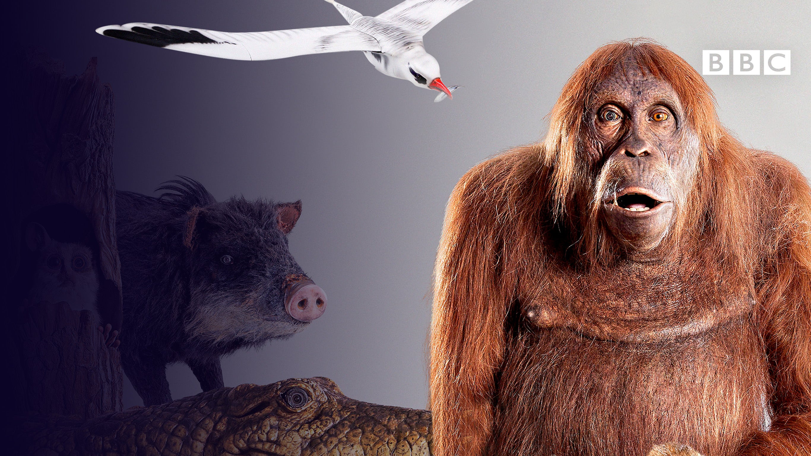 Caméras espions en terre animale