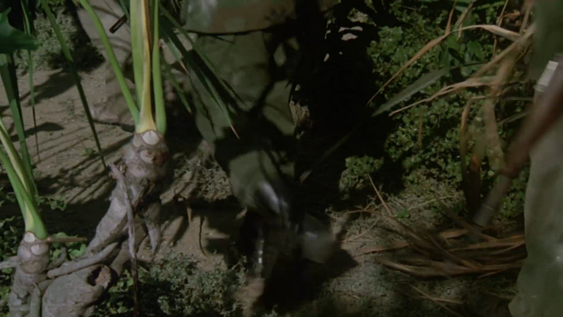 S3 E9 - L'école de la jungle