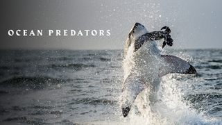 Ocean predators