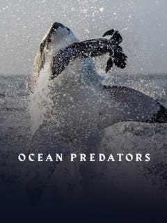 Ocean predators