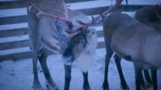 En Laponie - spéciale Noël
