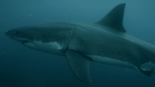 S1 E3 - Le grand requin blanc