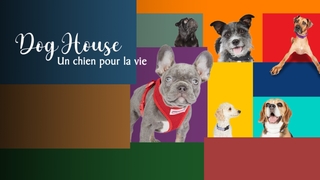 Dog house : un chien pour la vie