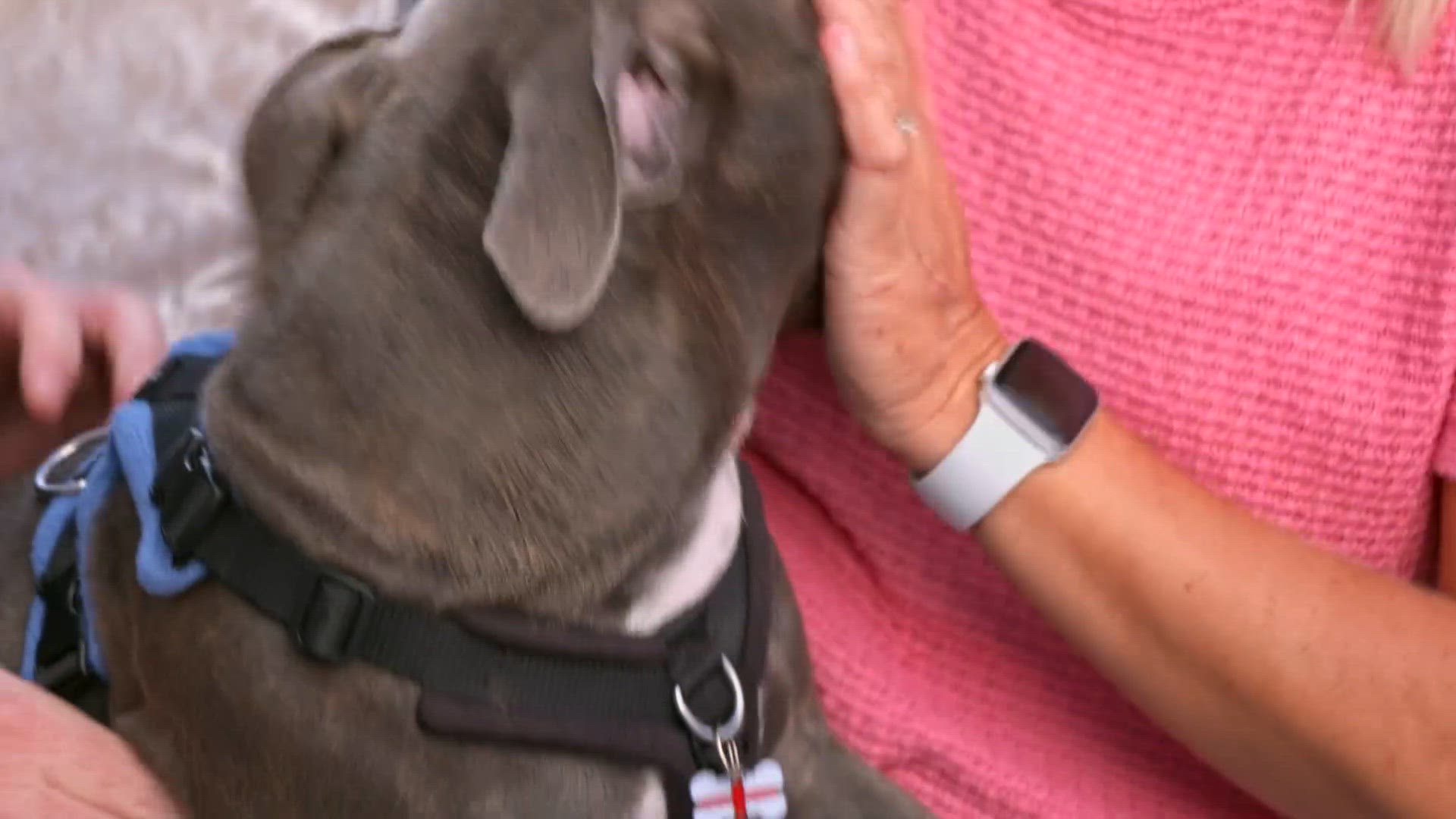 S3 E11 - Chiots en folie