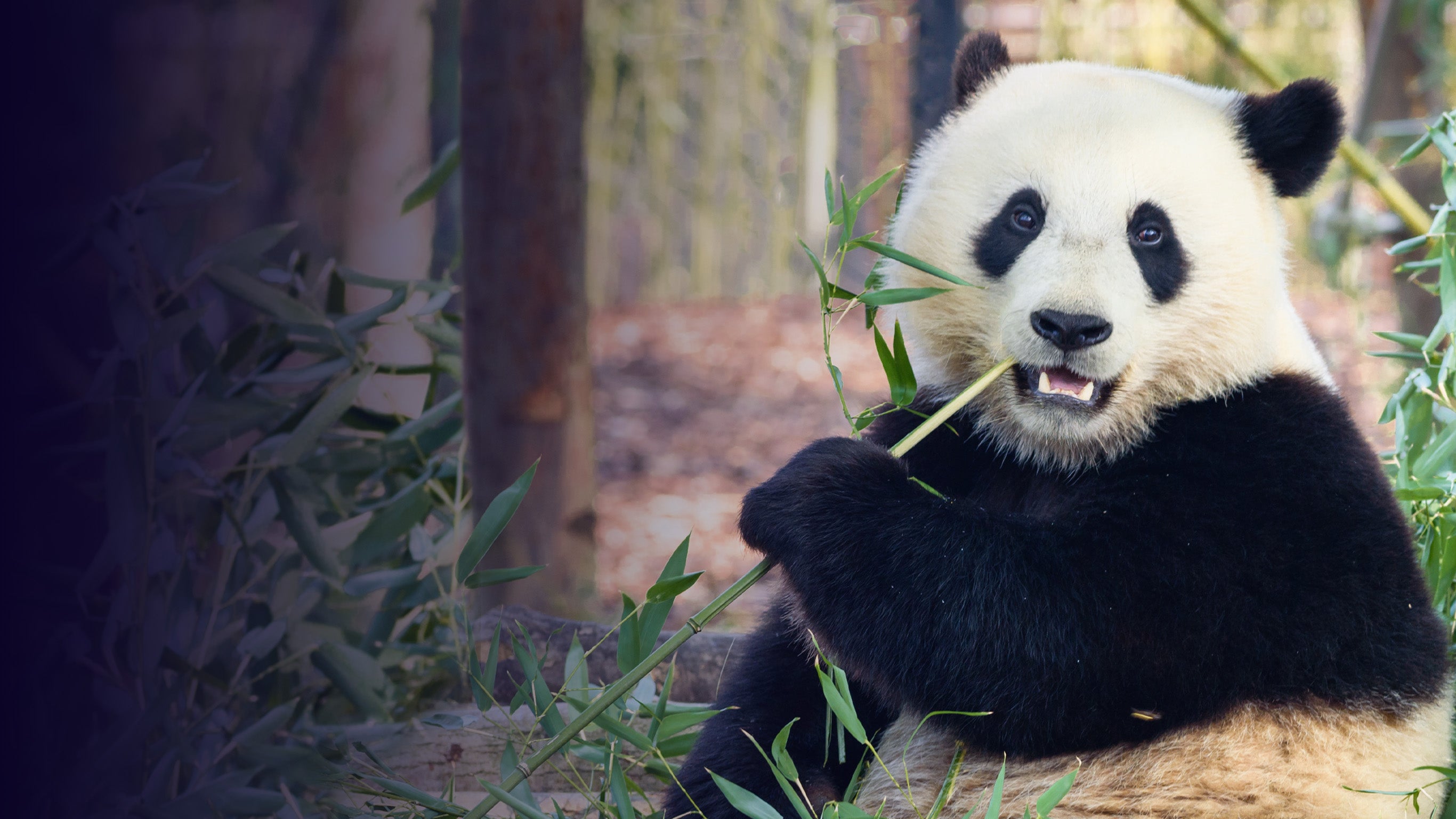 Pairi Daiza : la magie de Noël dans le plus beau zoo d’Europe