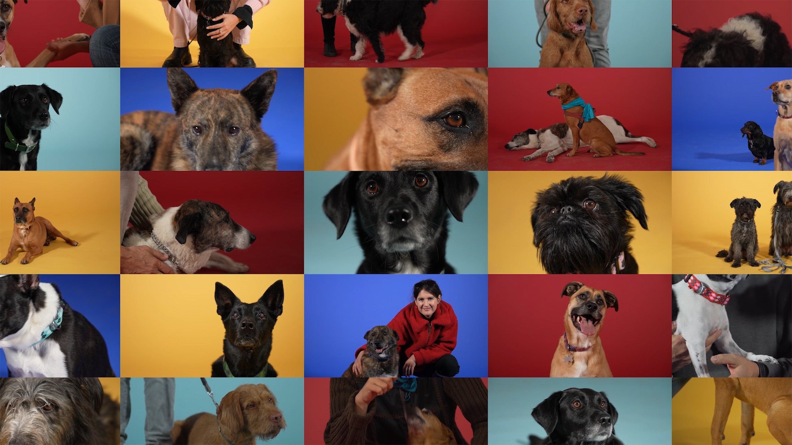 Miért a kutya a legjobb barátunk?