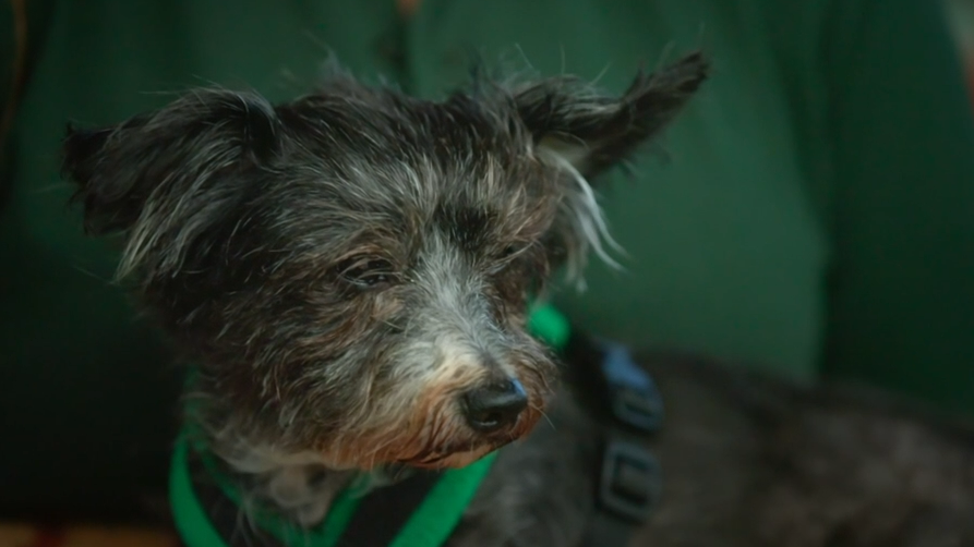 S4 E4 - Adopté au premier regard