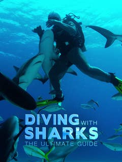 Diving with sharks : the ultimate guide