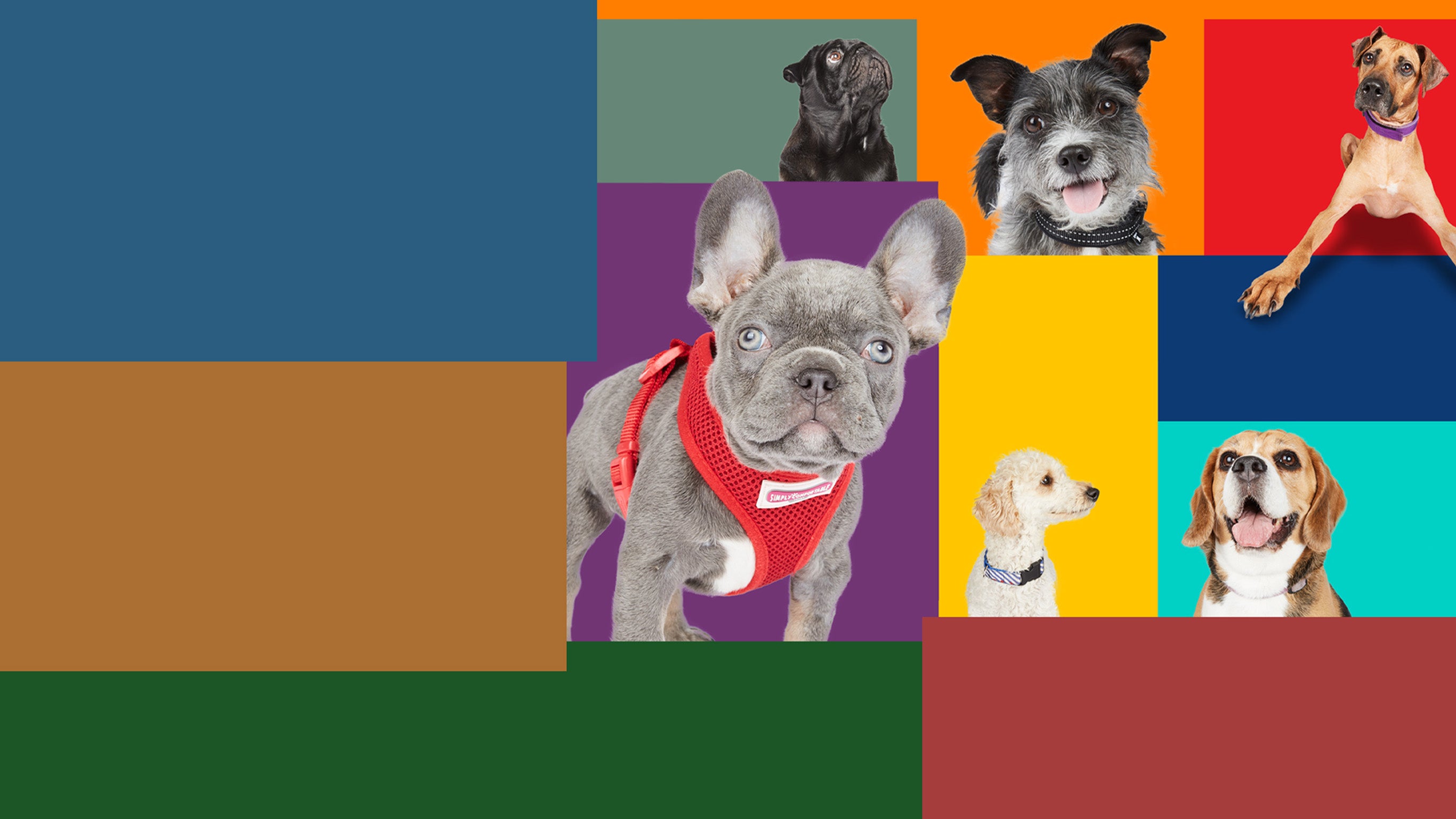 Dog house : un chien pour la vie