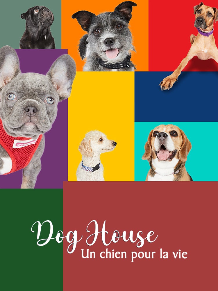 Dog house : un chien pour la vie