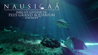 Nausicaá - dans les coulisses du plus grand aquarium d’Europe