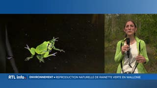 1ère reproduction de grenouilles "Rainettes vertes" en Wallonie dep...