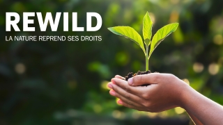 Rewild : la nature reprend ses droits