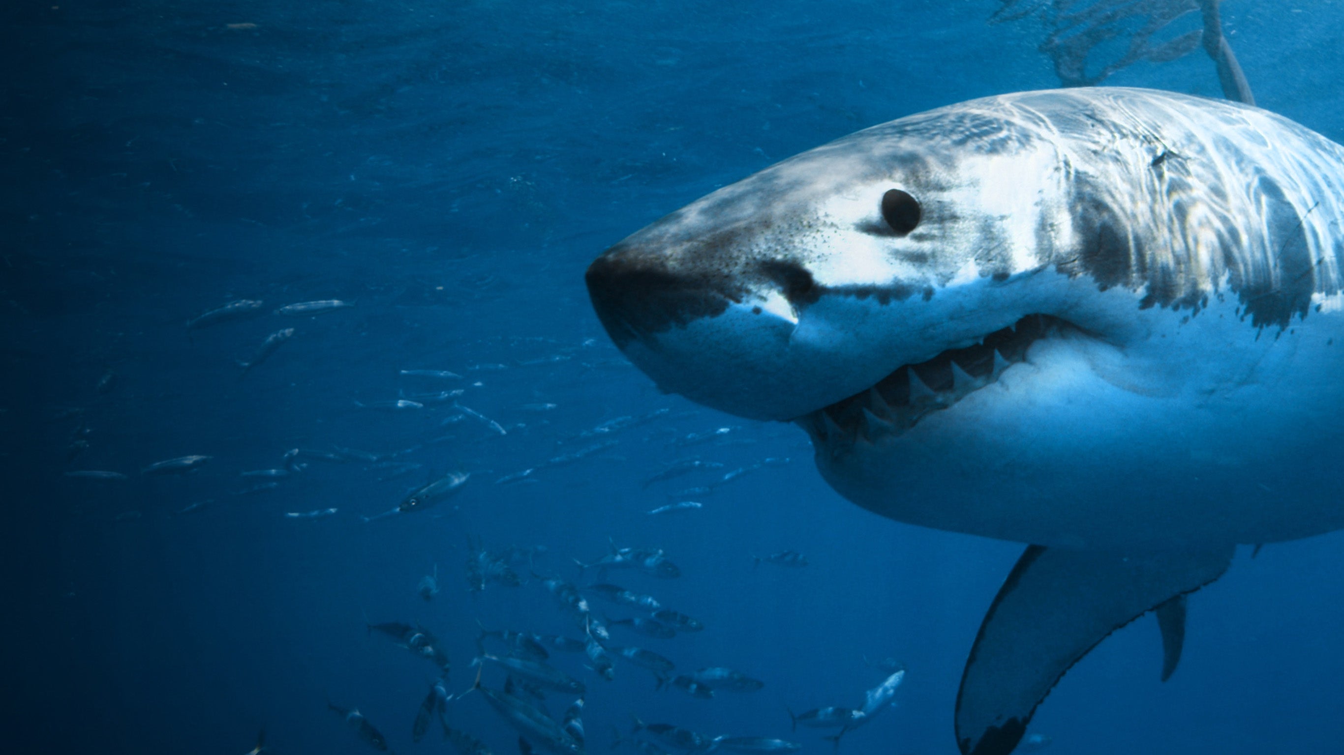 Rise of the great white shark