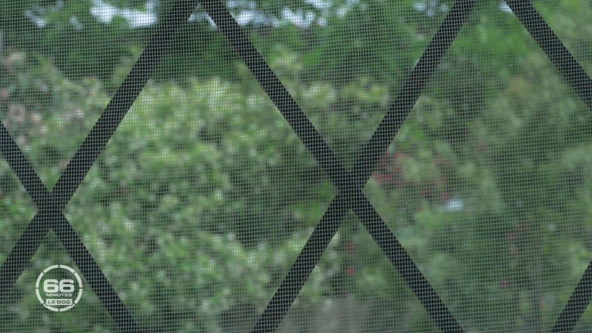 Moustiques, punaises, l'été de tous les dangers / Moustique-tigre : la guerre est déclarée ! / Goélands : l'invasion