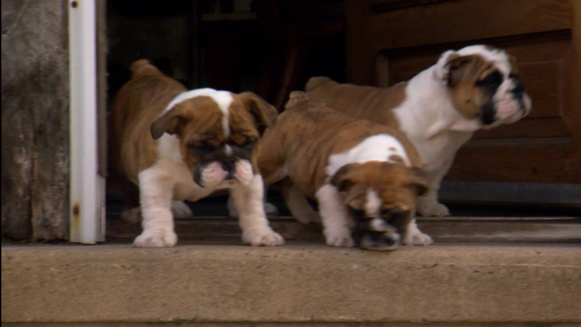 Bouledogues et chiens croisés de refuge