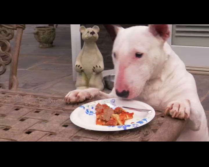 Petits épagneuls de Munster et Mastiffs