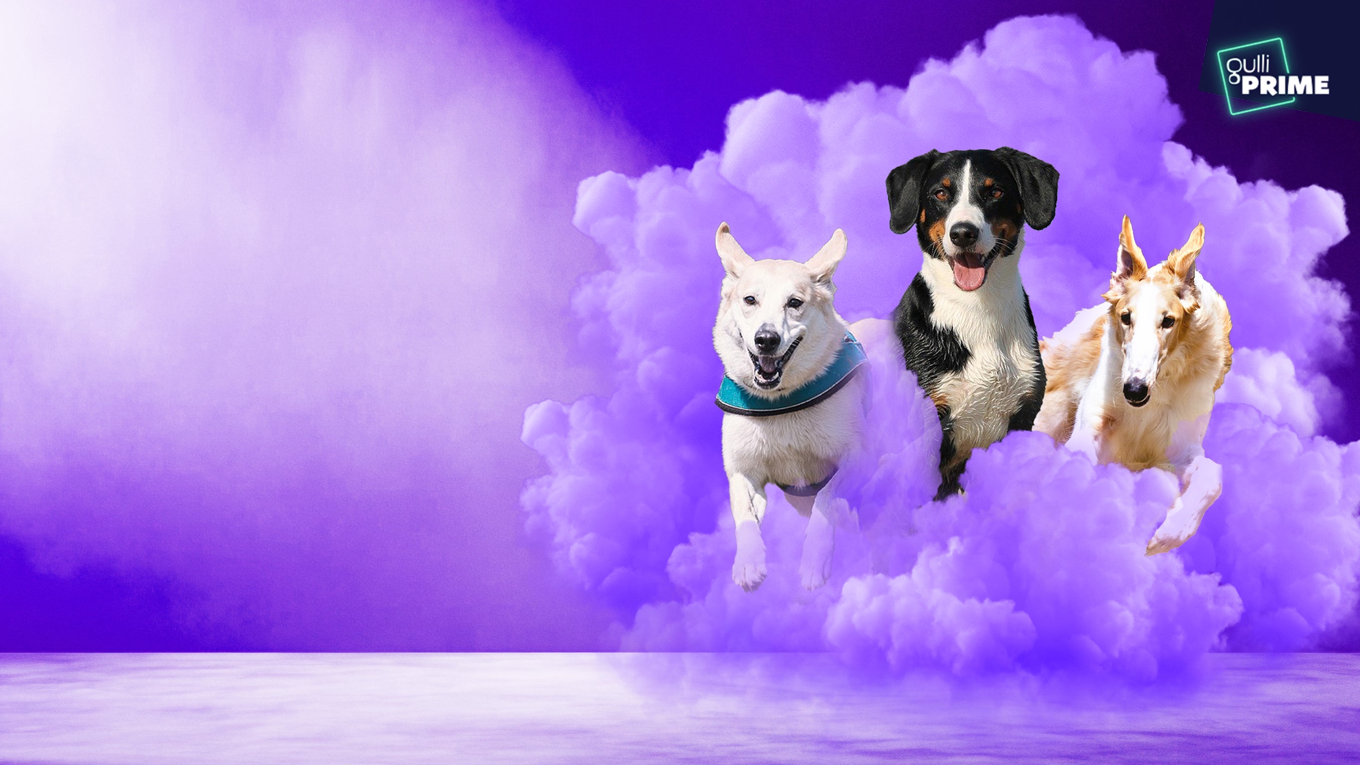 Top Dog - Quel chien sera le plus agile ?