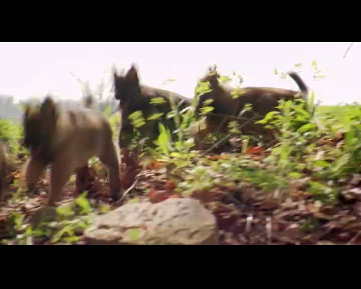 Bergers allemands et Bichons Havanais