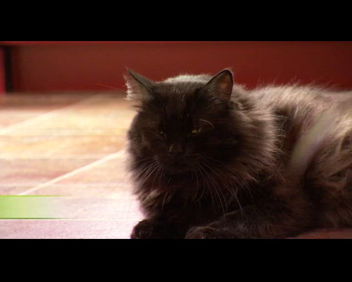 Sibériens et Angoras turcs