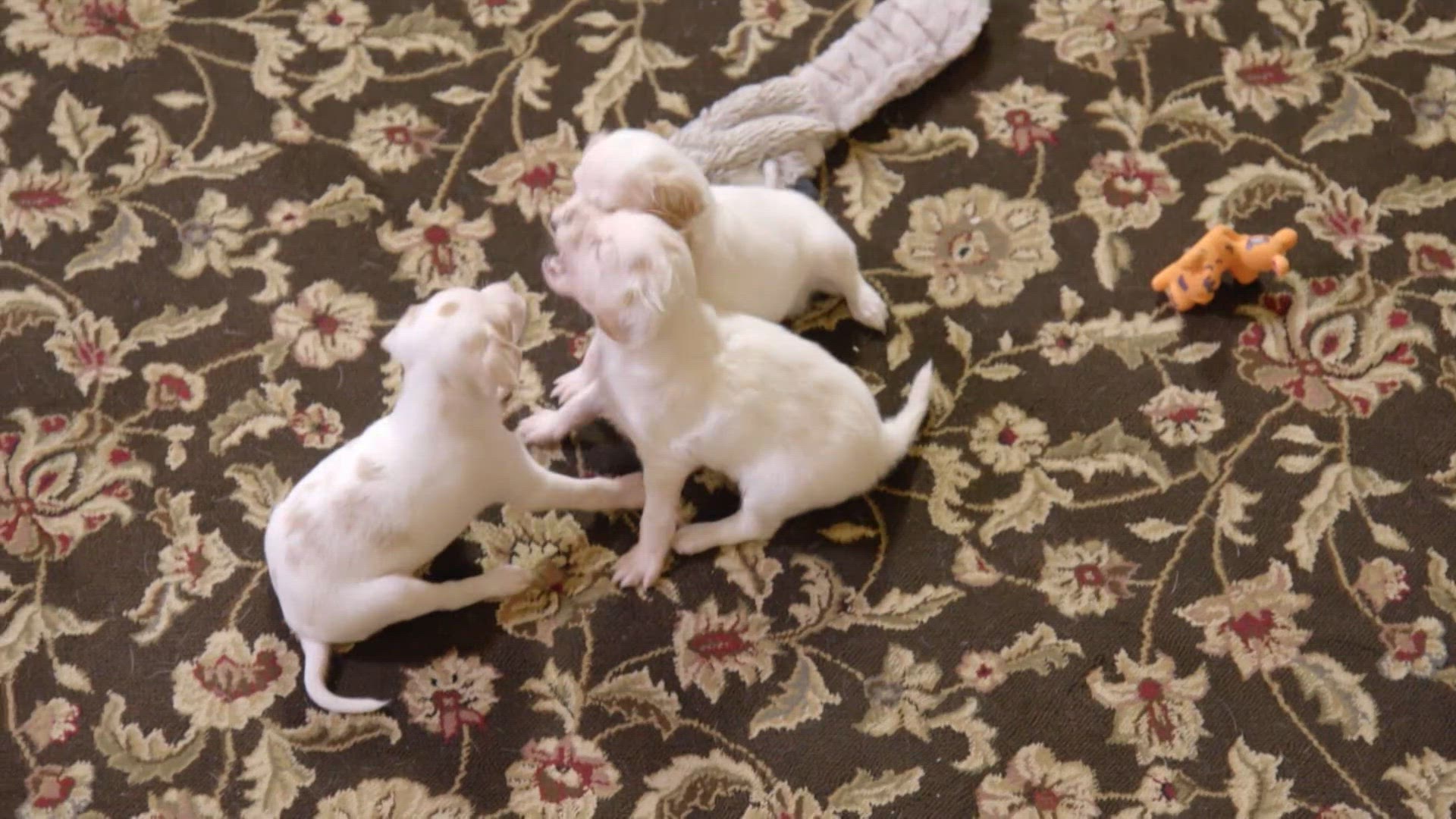 Chiens Croisés et Himalayens