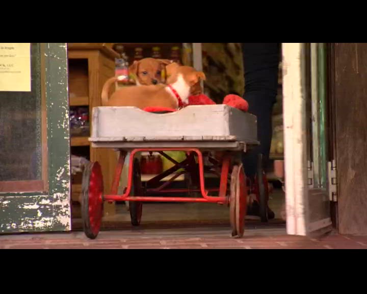 Lévriers portugais et cockpoos